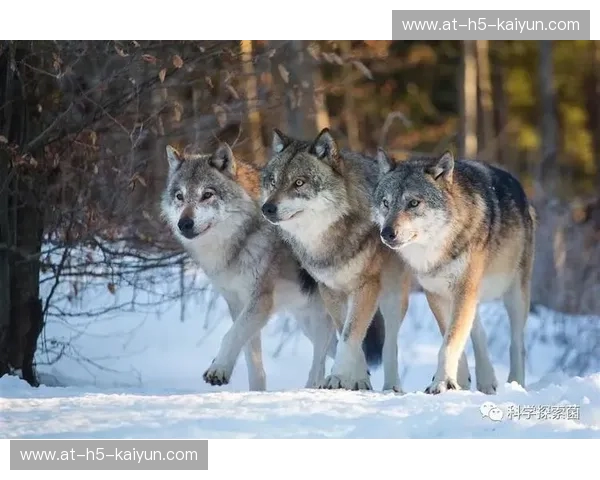 丛林之王与孤狼之王：美洲虎与狼的史诗对决，谁是真正的王者？